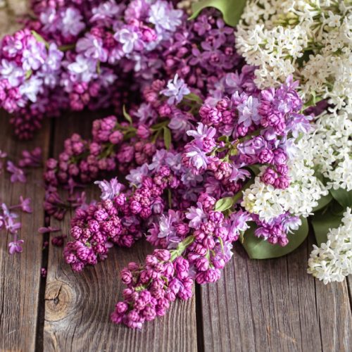 Branches of blooming fresh lilacs on a dark wooden background.